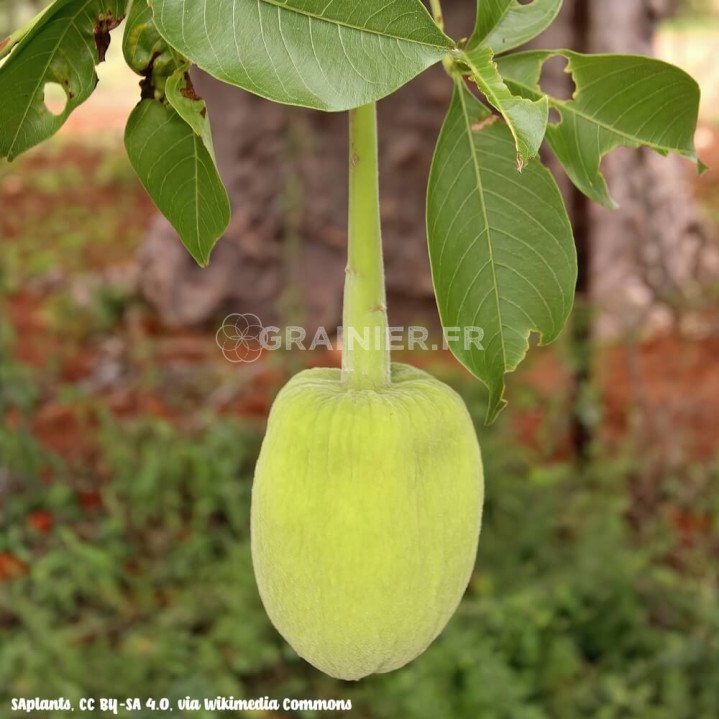 Baobab africain, Adansonia digitata image